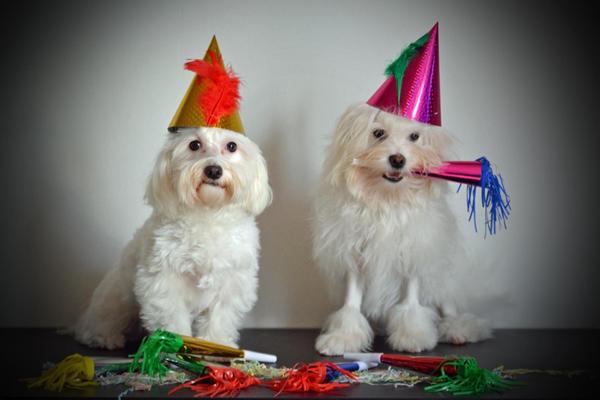 Hunde nytårsbilleder