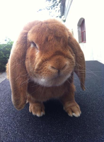 Virus på balancenerven?