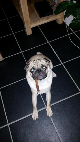 kender du nogen der søger en fantastisk kastreret mopsedreng