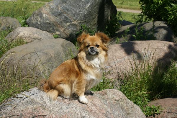 Hvem har mødt/set Pixel i skoven?