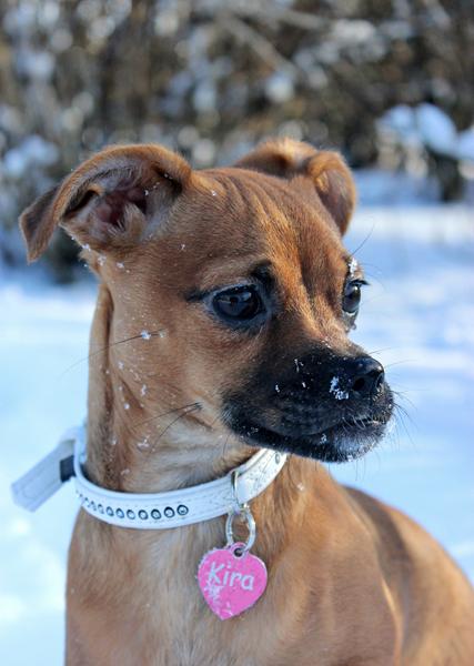 Hund søger venner :) 