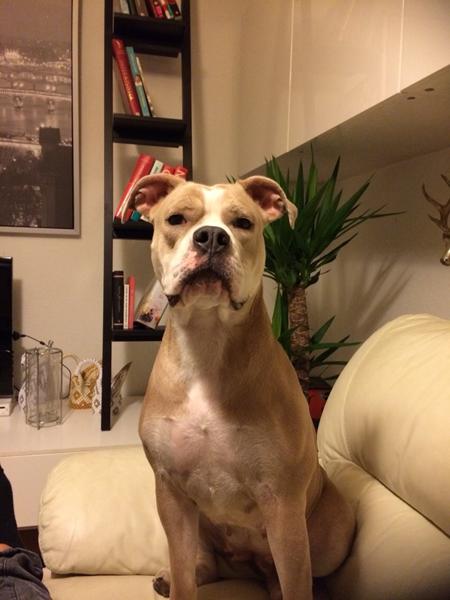 Han søges til tæve old english bulldog