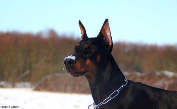 Billede tråd, sne billeder! :)