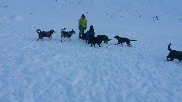 Det ugentlige hunde træf - Ca. 20 fremmødte hunde i dag