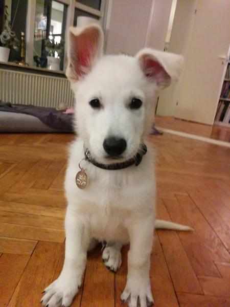 Hvalp søger hund at lege med