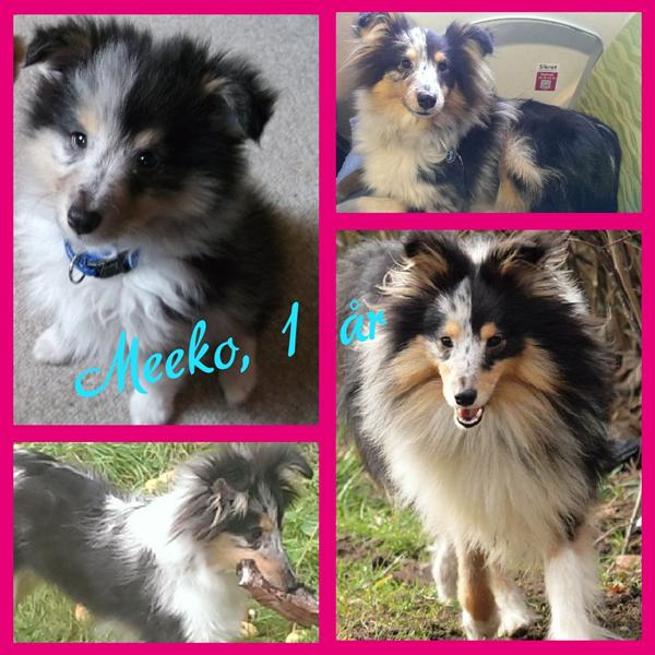 Hvad ville i gøre? (Hund + boligforhold)