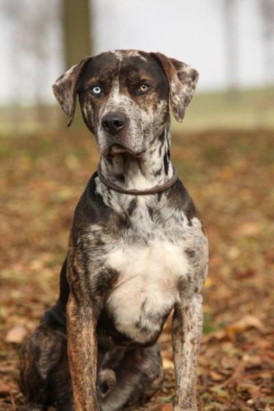 Catahoula.