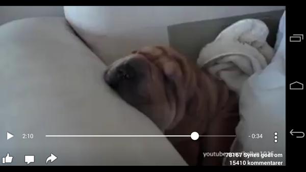 hva er det her for en hund? :)
