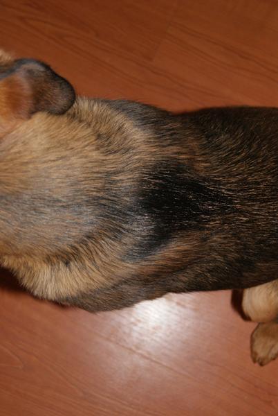 Sommer og vinterpels farve