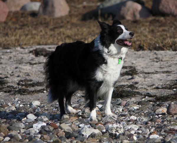 Daisy har fødselsdag 