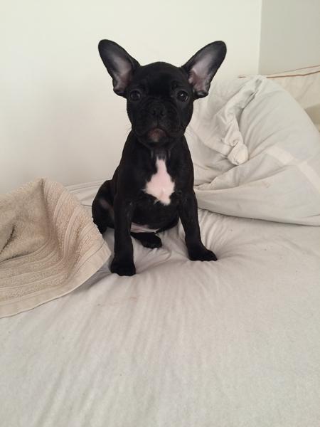 Pleje af fransk bulldog 