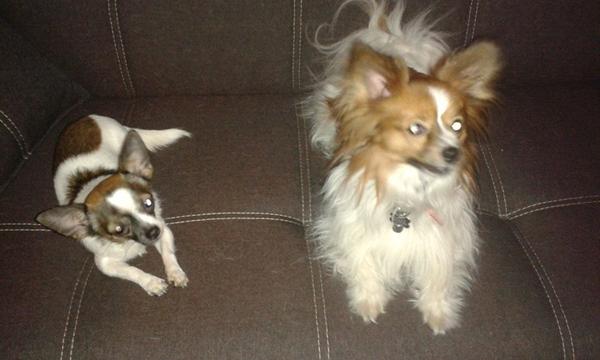 Aslan møder sin "fætter"