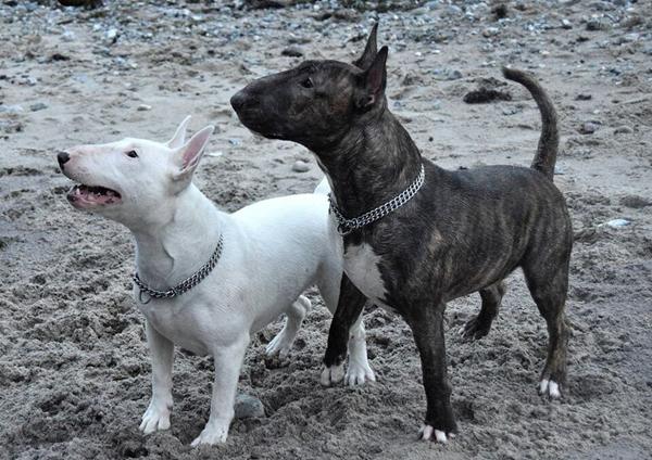 BILLEDREDIGERINGSPROGRAM!!