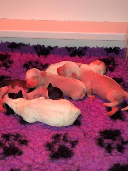 Vægt til at veje hvalpe