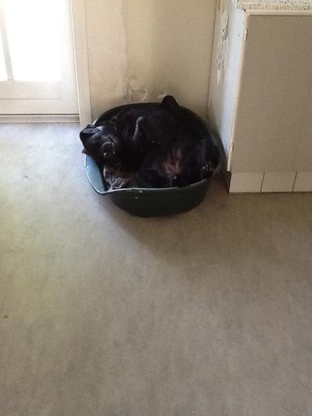 går under sofabordet.