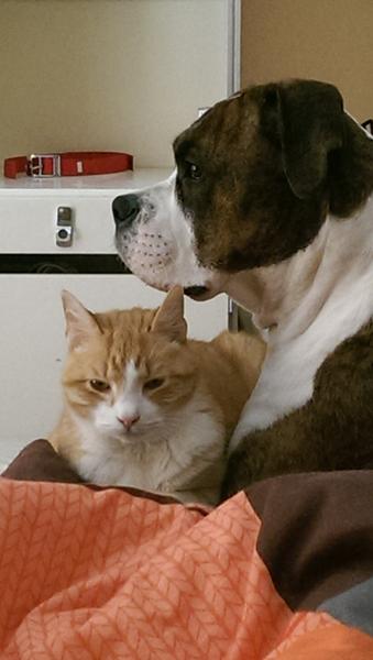 Som hund og kat 