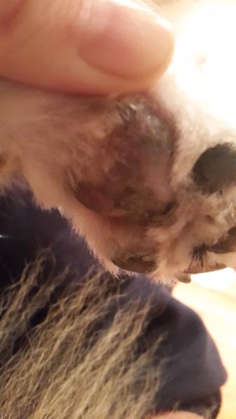 Hud på trædepuder falder af.