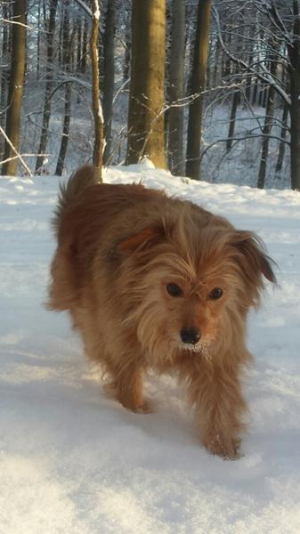 Min hund er løbet bort :(