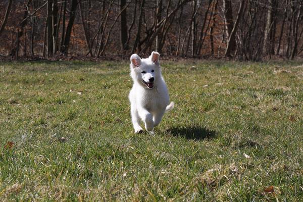 Hunde venner søges i Nordsjælland