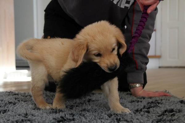 Navn Golden Retriever