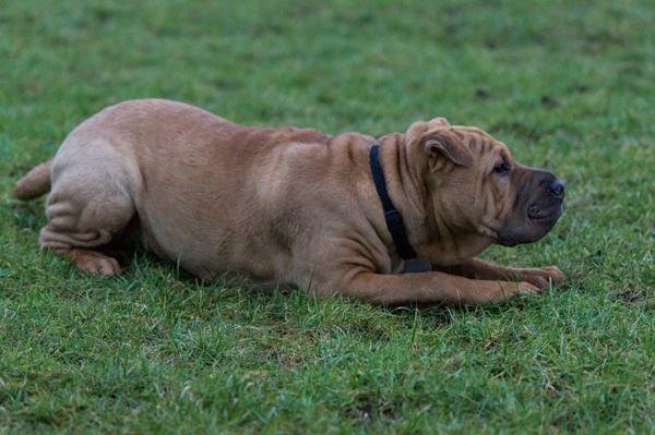 Min hund stikker af.