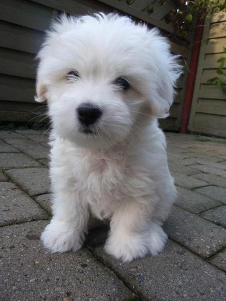 coton de tulear 