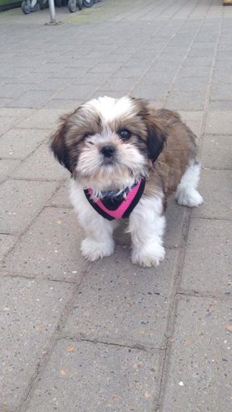 Klipning/pelspleje af Shih Tzu