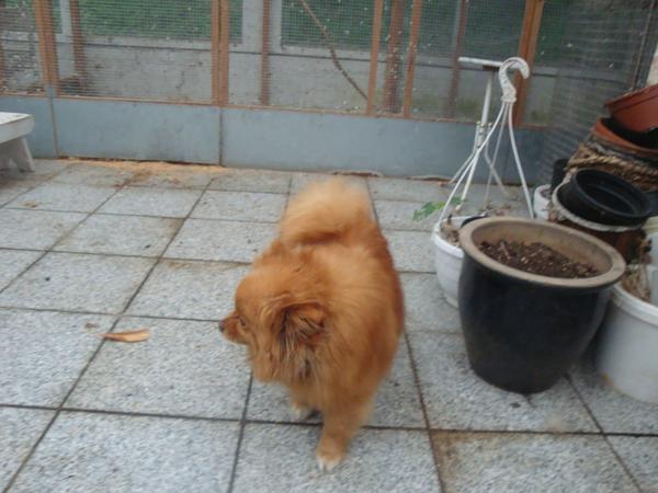 Jessiekas kuld firlinger