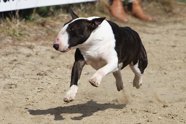 Danmarks første Bully Run