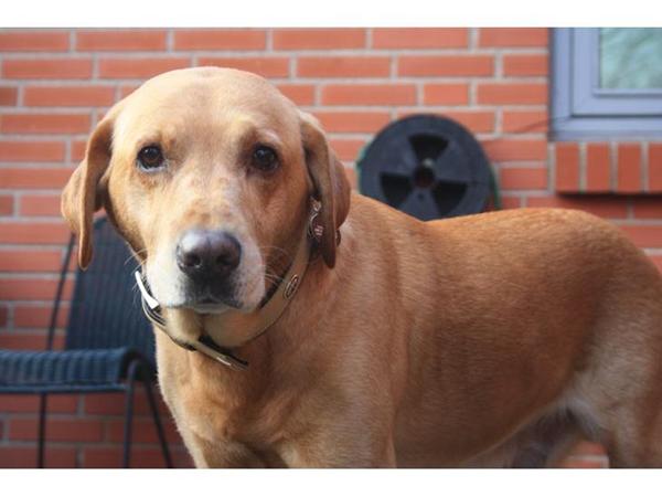 os med "gamle" hunde