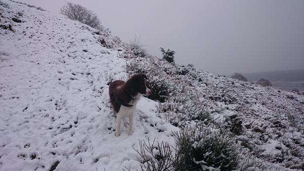 Hvorfor vil folk opdrage på min hund?!