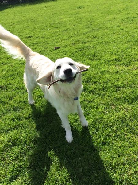 Agility for en 12 årig