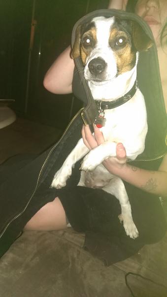 hva faldt du få da du så din hund første gang