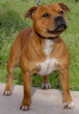 Staffordshire bull terrier i rød/brun