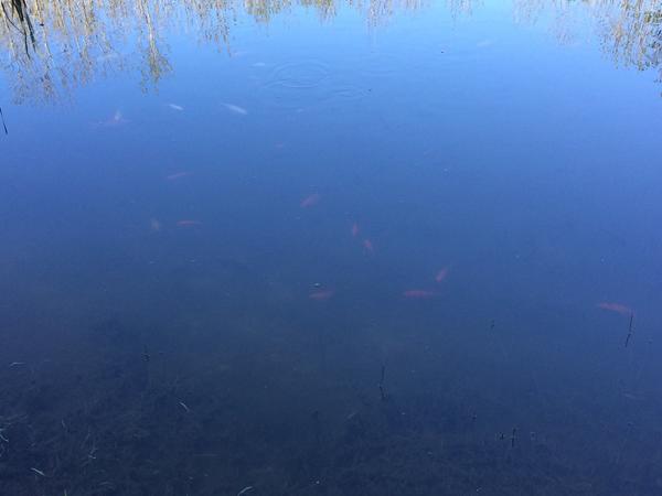 Guldfisk i skovsøen
