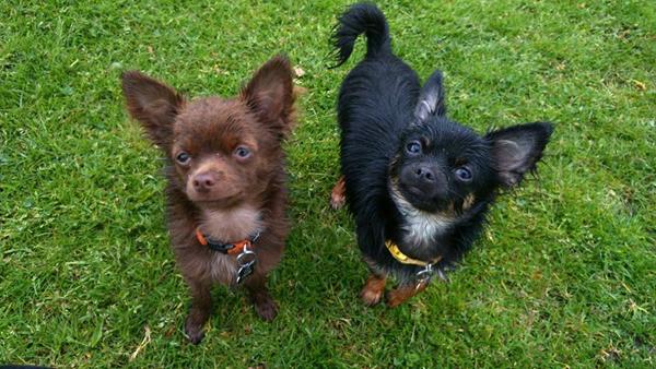 Har du en våd hund i dag? 