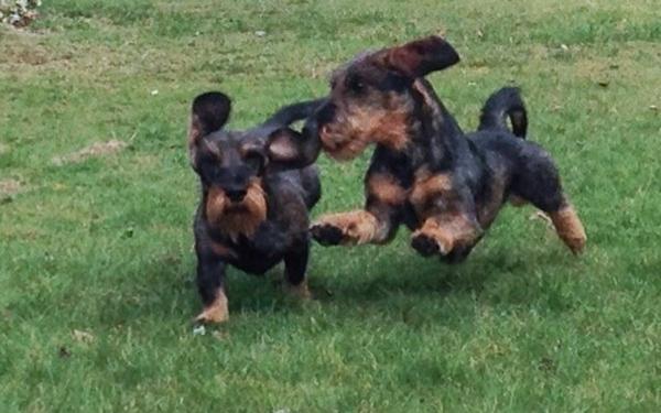 Første gravoplæring! Dygtig!!!