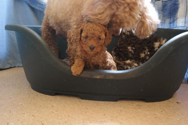 Vi leger med krøller <3 (hvalpespam)