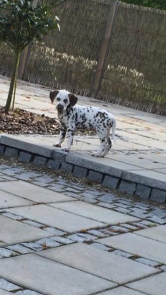 Hunde model