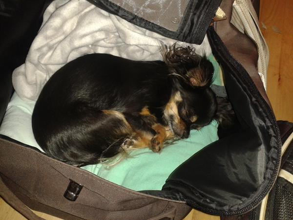 Sele til chihuahua (Lucky)