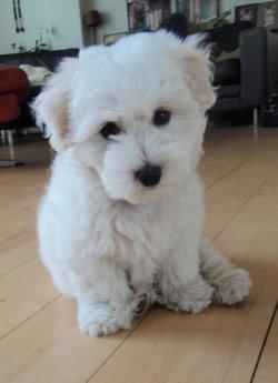Coton de Tulear - foder? 