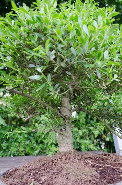 Bonsai træ!