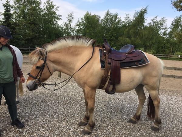 En stoooooor labrador