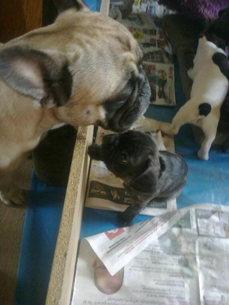 Navn til brindle fransk bulldog han