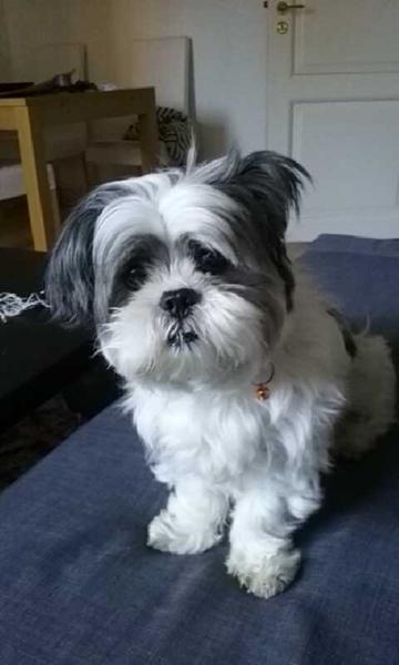 Hjælp til racebestemmelse