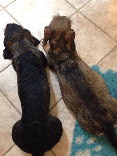 Min hund har spist en amerikansk fodbold!