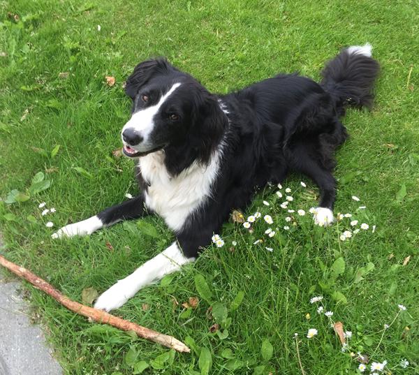 Slankegodbidder til hunde