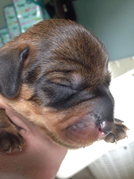 ADVARSEL STÆRKE BILLEDER (uhyggeligt nuttede )