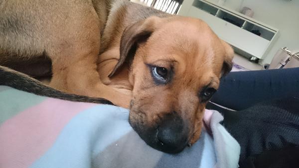 gode råd til førstegangsejere 