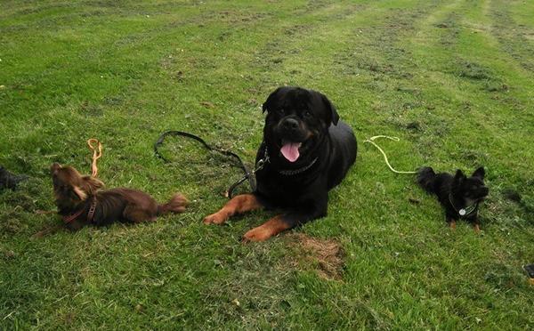 Dansk politihundeforening - opvisning i Silkeborg 